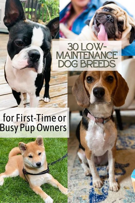 30 Low-Maintenance Dog Breeds for First-Time or Busy Pup Owners #lowmaintenancedog #dogbreeds ##bestdogs #familydogs https://parade.com/1249015/marynliles/low-maintenance-dog-breeds/ Small Family Dogs, Best Family Dog Breeds, Low Maintenance Dog Breeds, Best Small Dog Breeds, Family Dogs Breeds, Best Small Dogs, Best Guard Dogs, Best Dogs For Families, Dog Jokes