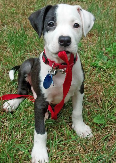 Ray the Boxer Mix Pictures 1045616 Pirate Patch, Boxer Mix Puppies, Puppy Dog Eyes, Boxer Mix, Pit Bulls, Mixed Breed, Baby Dogs, Beautiful Dogs, Dalmatian