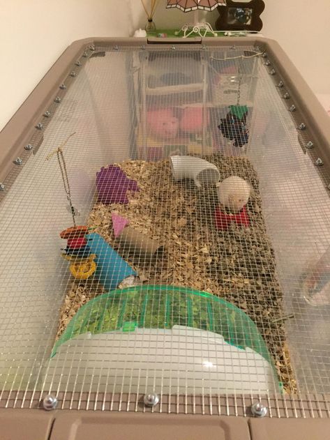 New bin cage for Boyfriend Kandang Hamster, Bin Cage, Hamster Bin Cage, Hamster Diy Cage, Diy Guinea Pig Cage, Hamsters As Pets, Hamster Diy, Hamster Life, Tortoise Enclosure