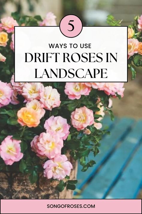 Drift Roses In Landscape Rose Front Yard Landscape, Apricot Drift Roses Landscape, Pink Double Knockout Rose, Coral Drift Rose, Carpet Roses Landscapes, Peach Drift Roses Landscape Ideas, Sweet Drift Roses, Red Drift Rose, Popcorn Drift Rose