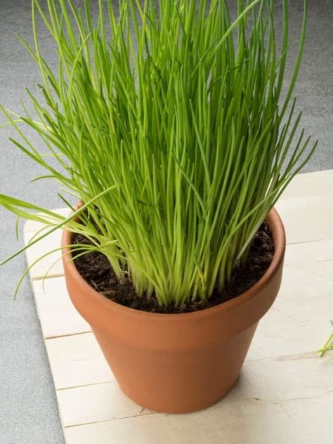 Best Edible Plants: Growing Chives in a Terra Cotta Pot Growing Herbs Inside, Growing Mint Indoors, Herbs To Grow Indoors, Food Contamination, Growing Strawberries In Containers, Growing Chives, Growing Parsley, Chives Plant, Easy Herbs To Grow