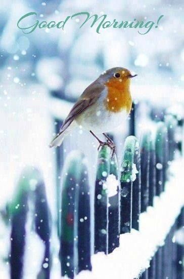 Good+Morning+winter+snow+morning+good+morning+morning+quotes+good+morning+quotes Animals Tattoo, Happy December, Winter Bird, Pretty Birds, Colorful Birds, Little Birds, Christmas Animals, Winter Scenes, Winter Time