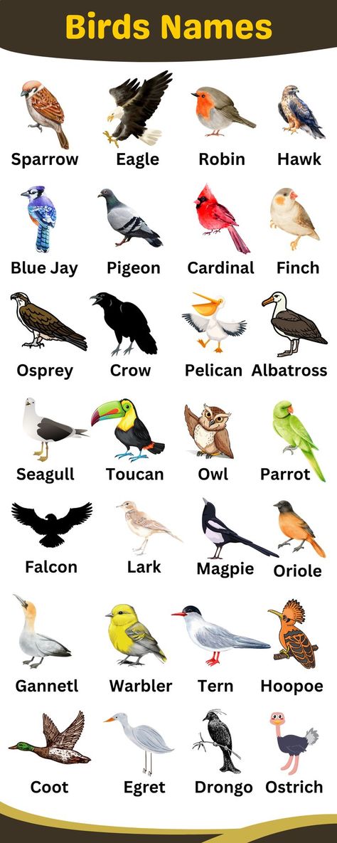 Birds Names in English Birds Chart, English Infographic, Birds Name List, تصنيف الحيوانات, Birds Name, Bird Names, Names Of Birds, Animals Name In English, Types Of Birds