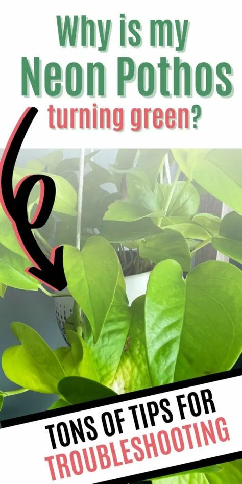 Is your neon pothos turning green? Find out how to care for your plant effectively and prevent it from losing its vibrancy. Pothos Plants, Neon Pothos, Pothos Plant, Dark Green, Turning, Neon, Turn Ons, Plants, Green