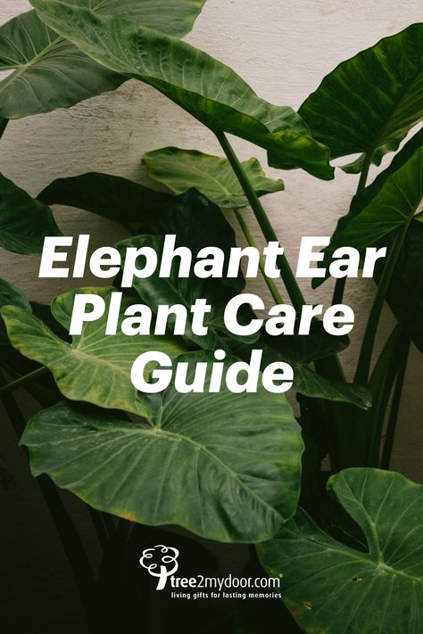 Elephant Plant Indoor, Indoor Elephant Ear Plant, Elephant Ears Plants Indoor, Elephants Ear Plant, Elephant Ear Care, Elephant Ear Plant Indoor, Colocasia Plant, Elephant Ear Plant Care, Elephant Ear Plants