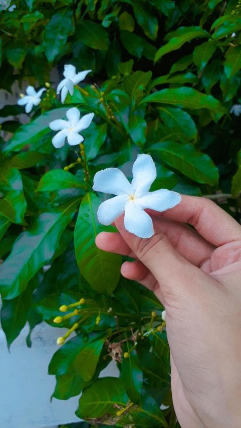 Flower In Hand Snap, Flower In Hand, Frock Photos, Hand Snap, Simple Hijab Tutorial, Streak Ideas, Friend Songs, Nature Photography Flowers, Asthetic Picture