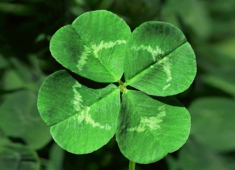 Learn what a four-leaf clover symbolizes and how rare they are. Are you lucky if you find a four-leaf clover or have you found a shamrock? Clover Lawn, Banana Seeds, Clover Plant, Clover Seed, Irish Symbols, Sprinklers, 4 Leaves, 수채화 그림, Four Leaves