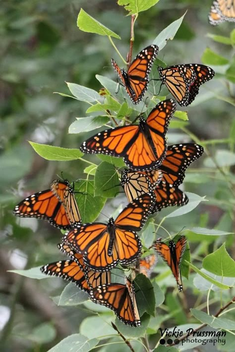 Monarch Butterflies Photography, Painting Clipart, Butterfly Watercolor Painting, Photo Papillon, Watercolor Painting Ideas, Forest Drawing, Beautiful Butterfly Pictures, Beautiful Butterfly Photography, Wallpaper Floral