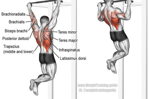 Pull-up exercise illustration Beginner Back Workout, Back Workout Program, Muscle Diagram, Weight Workouts, Good Back Workouts, Biceps Brachii, Workout Men, Men Workout, Latissimus Dorsi