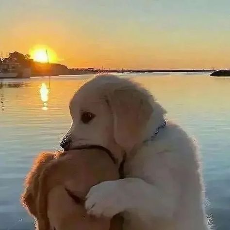 A Dog, Golden Retriever, Best Friends, Puppies, Dogs, Water, On Instagram, Instagram