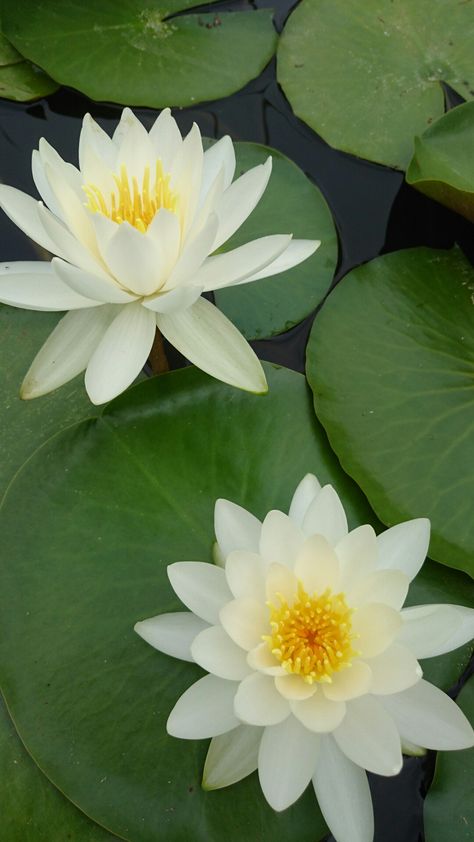 White Lotus Flower Aesthetic, Lotus Flower From Above, Lotus From Above, Lotus Aesthetic, Lily Pad Flower, White Water Lily, Lotus Flower Wallpaper, Lotus Wallpaper, Lotus Flower Pictures