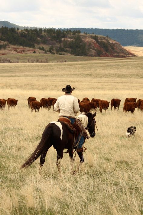 Arte Cowboy, Cowboy Photography, Cowboy Pictures, Cowboy Aesthetic, Western Photography, Cowboy Horse, Western Life, Western Riding, Country Lifestyle