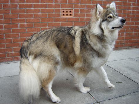 Kalamaki British Utonagan - Layka Utonagan Dog, Native American Indian Dog, American Indian Dog, Socializing Dogs, Disabled Dog, Pretty Dogs, Best Dog Breeds, Big Dog, Wolf Dog