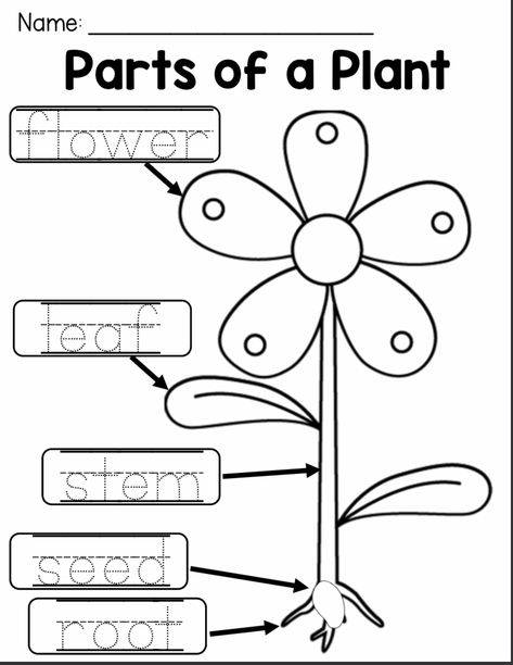 دورة حياة النبات, Plant Life Cycle Worksheet, Aktiviti Prasekolah, Plants Kindergarten, Plant Lessons, Plants Worksheets, Planting For Kids, Plant Activities, Homeschool Preschool Activities