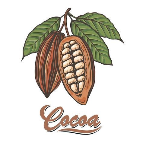 Shop Mural, Cocoa Plant, Cocoa Fruit, Nature Symbols, Chocolate Logo, Branch Vector, Fruits Drawing, Fruit Vector, Drawing Template