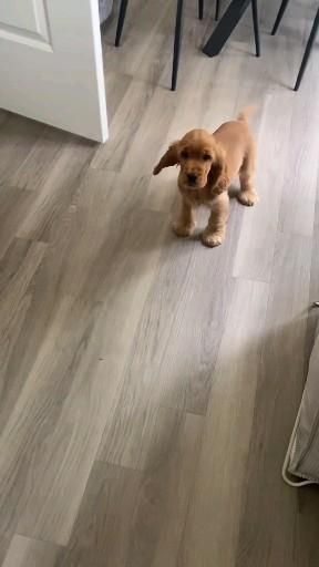 Red Cocker Spaniel, Show Cocker Spaniel, Perro Cocker Spaniel, English Cocker Spaniel Puppies, Cute Dogs Images, Very Cute Puppies, Psy I Szczenięta, Cocker Spaniel Puppies, Cute Animals Puppies