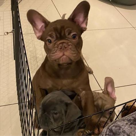 Like this post.. #frenchie #cocothefrenchie #coco #coco #frenchie #french #chocolate #the #dog #bulldog #chocolate #frenchbulldog #puppy #frenchiepuppy #puppylover #frenchielover #dog #cutefrenchie #frenchie #bulldog #funnyfrenchie #cutepuppy #puppys #french #puppies #bluefrenchie #chocolatefrenchbulldog #dogs #pins #french #frenchie #frenchbulldog #french_bulldog #frenchbulldog_shop #french_bulldog French Puppies, Chocolate French Bulldog, Blue Frenchie, Dog Bulldog, Brown French, French Dogs, French Chocolate, Frenchie Lovers, Frenchie Bulldog