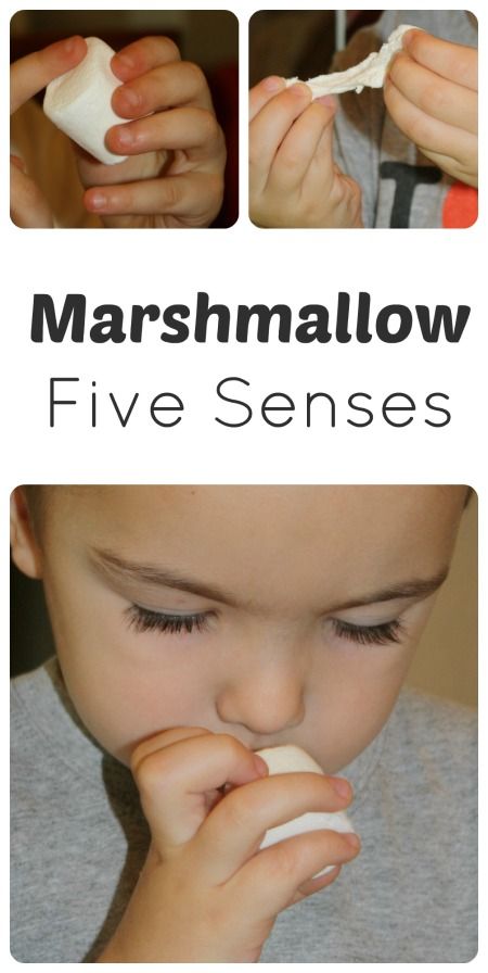 Explore the Five Senses Using Marshmallows...Part of the M is for Marshmallows Theme from Fantastic Fun and Learning 5 Senses Preschool, Our Five Senses, Five Senses Preschool, 5 Senses Activities, Teacher Essentials, Pre-k Science, Senses Preschool, My Five Senses, Senses Activities