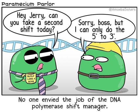 It's like they ALL want to work from 5' to 3'! #Science #Biology DNA Replication - DNA Polymerase Environmental Science Activities, Environmental Science Major, Biology Jokes, Biology Memes, Dna Polymerase, Lab Humor, Biology Humor, Medical Memes, Nerdy Jokes