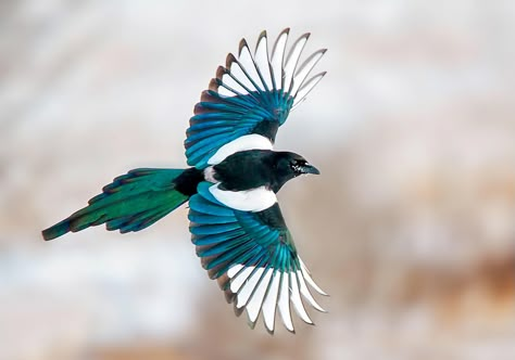 Magpie Aesthetic, Magpie Illustration, Magpie Tattoo, Eurasian Magpie, Magpie Art, Amstaff Puppy, Bird Flying, Crows Ravens, Animal References