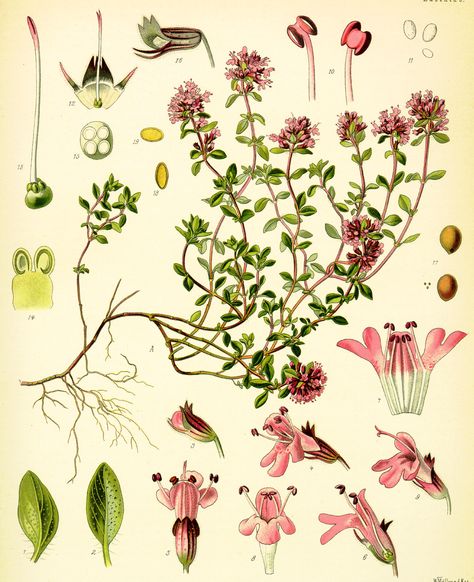 Thymus Vulgaris - Family Lamiaceae - Common Names - Common Thyme, Garden Thyme, Pot-herb Thyme. Breckland Thyme, Cooking Tattoo, Thymus Serpyllum, Thyme Plant, Wild Thyme, Victorian Garden, Illustration Botanique, Botanical Poster, Mural Floral