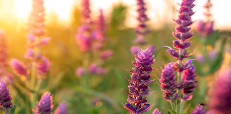 The Benefits of Clary Sage Flowers Dp, Clary Sage Oil, Salvia Sclarea, Clary Sage Essential Oil, Sacred Plant, Sage Essential Oil, Sage Oil, Aromatic Plant, Frankincense Essential Oil