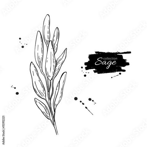 Sage Drawing, Sage Plant, Flax Flowers, Plant Vector, Plant Drawing, Outline Drawings, Banner Printing, Drawing Set, Vector Drawing