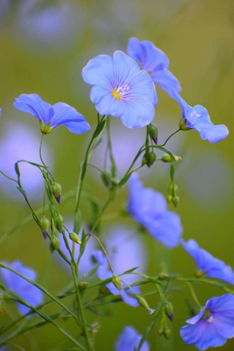 Native Manitoba Plants | I love, love, love the blue flax. Blue Flax Flowers, Flax Flowers, Morning Rain, Flax Plant, Flax Seeds, Be Rich, Blue Garden, Enchanted Garden, Seed Pods