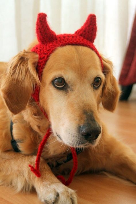 #CrochetPattern #Crochet #Handmade #DIY #Crafts #CrochetLove #Yarn #CrochetAddict #CrochetLife #Creative Halloween Crochet Dog Costume, Crochet Costumes For Dogs, Crochet Items For Dogs, Halloween Costumes Comfortable, Dog Crochet Hat Pattern, Dog Headband Crochet, Crochet Halloween Costume Dog, Crochet Dog Costume Pattern, Crochet Dog Headband