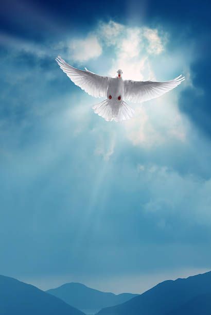 Search from Holy Spirit Dove stock photos, pictures and royalty-free images from iStock. Find high-quality stock photos that you won't find anywhere else. White Dove Flying To Heaven, Doves Flying To Heaven, Holy Spirit Images, Modern Alchemy, Heaven Pictures, Dove Flying, Dove Images, Holy Spirit Dove, Obituary Template