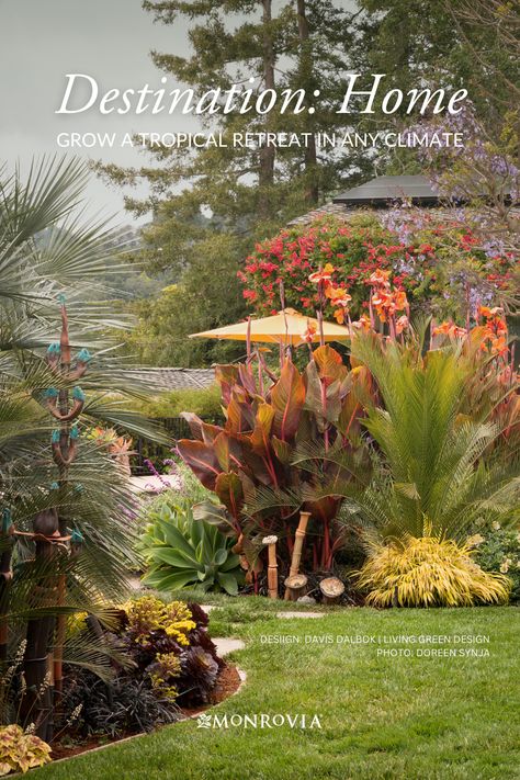 You don't have to live in the tropics to create a relaxing resort-like retreat that's inspired by the tropical gardens. Get our tips and plant picks to help you achieve that lush, exotic look no matter where you live. Find waterwise, shade-tolerant, and cold-hardy plants that are lush, summery, and full of color. Cold Hardy Tropical Landscaping, Tropical Bushes Plants, Drought Tolerant Tropical Plants, Cold Hardy Tropical Plants, Resort Garden, Tropical Gardening, Landscaping Around Pool, Texas Landscaping, Garden Spotlights