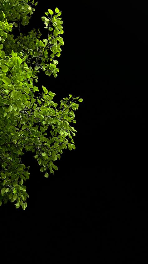 Black Green Wallpaper Aesthetic, Night Tree Snap, Night Snap Story, Night Photography Ideas, Decent Wallpapers, Morning Photography, Blue Moon Photography, Iphone Dynamic Wallpaper, Phone Wallpaper Boho