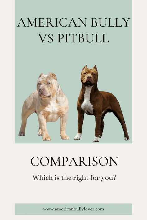 American Bully vs Pitbull comparison Pocket Bully Dogs, American Bully Classic, Pitbull Breeds, American Bully Puppy, American Bully Dog, American Bully Pocket, Xl Pitbull, Bully Xl, Pitbull Dog Breed