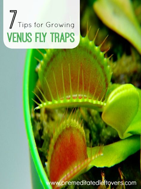 Carnivorous Plants Care, Venus Fly Trap Terrarium, Venus Flytrap Plant, Venus Fly Trap Care, Carnivorous Plants Terrarium, Growing Spinach, Venus Flytrap, Plant Care Houseplant, Plant Hacks