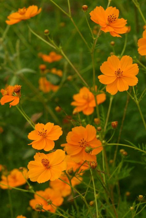 Cosmos Sulphureus, Orange Cosmos, Botanical Sketchbook, California Wildflowers, Chocolate Cosmos, Fleur Orange, Cosmos Flowers, Wedding Theme Colors, California Poppy