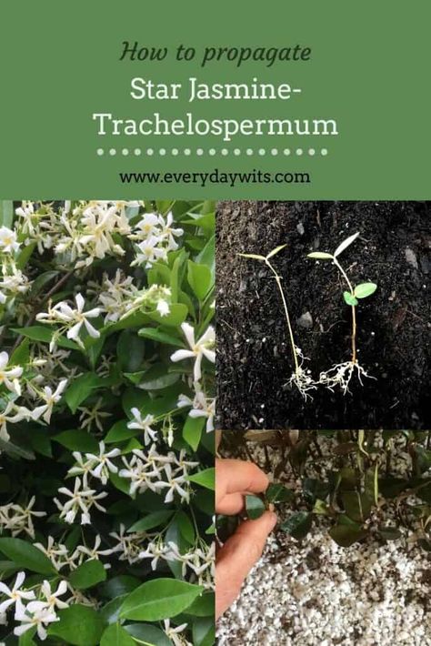 Propagate Jasmine Plant, Propagating Jasmine Vine, How To Propagate Jasmine Plant, Jasmine Propagation, Star Jasmine Trellis, Climbing Flowers Trellis, Garden Science, Gardening Shed, Wholesale Plant Nursery