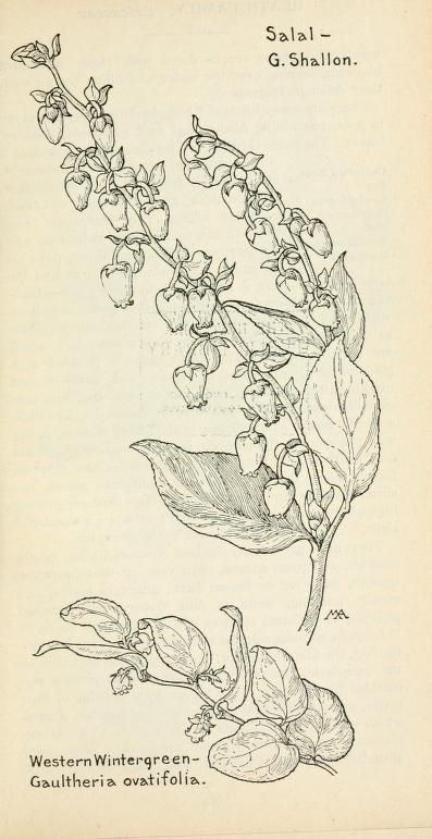 Field book of western wild flowers : Armstrong, Margaret, 1867-1944 : Free Download, Borrow, and Streaming : Internet Archive Margaret Armstrong, Western Wild, Drawing Flowers, Botanical Tattoo, Scientific Illustration, Best Tattoo Designs, Online Group, Botanical Drawings, Pretty Tattoos