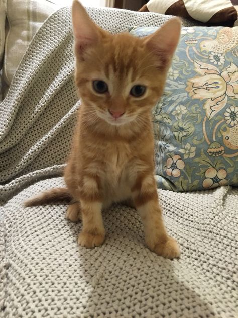 Ginger Kittens Aesthetic, Ginger Tabby Kitten, Cute Ginger Kittens, Ginger Kitten Aesthetic, Ginger Cats Aesthetic, Baby Orange Cat, Orange Tabby Kittens, Kittens Ginger, Cute Orange Kitten