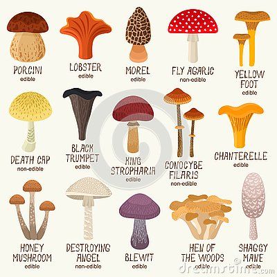 Edible And Non-edible Mushrooms Vector Set Stock Vector - Illustration of angel, gyde: 138425738 Mushroom Species Chart, Edible Mushrooms Chart, Mushrooms Edible, Poison Mushroom, Mushroom Names, Spackle Art, Foraging Guide, Edible Wild Mushrooms, Mushroom Guide