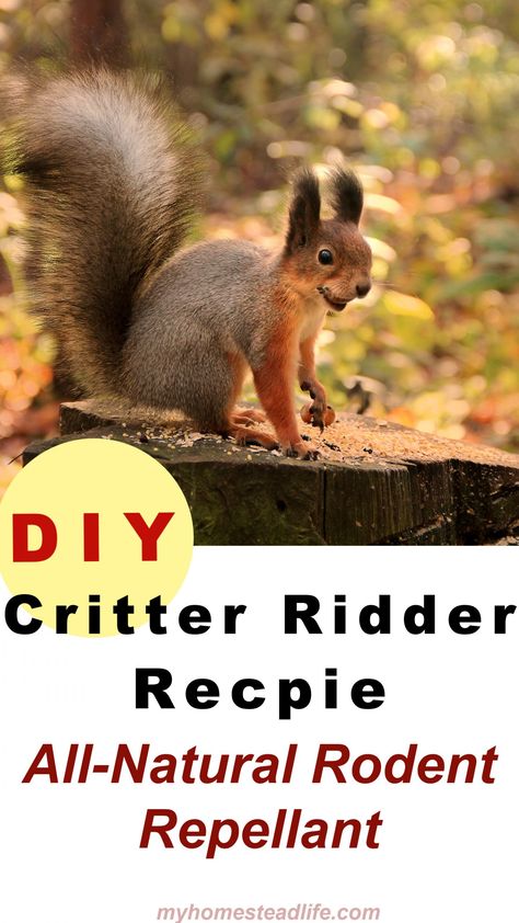 Repel Squirrels, Raccoon Repellent, Squirrel Repellant, Apple Tree Care, Get Rid Of Squirrels, Repellent Diy, Garden Critters, Mosquito Spray, Rodent Repellent