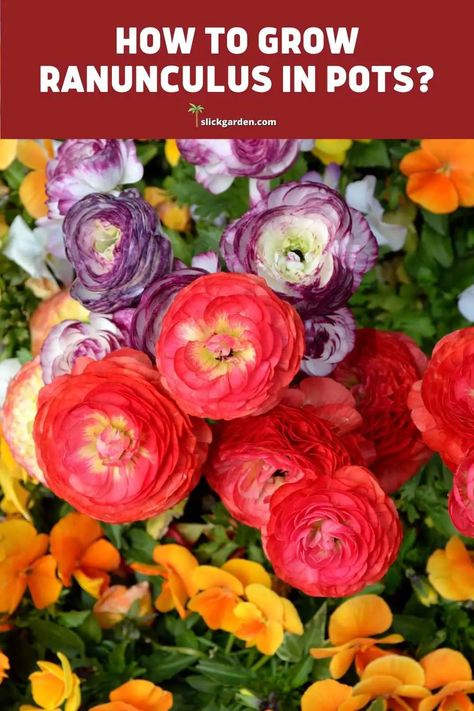 How To Grow Ranunculus In Pots? – Slick Garden Grow Ranunculus In Pots, Ranunculus Garden Pots, When To Plant Ranunculus Bulbs, How To Grow Ranunculus In Pots, Ranunculus In Garden, Ranaculus Flowers Garden, Growing Ranunculus In Pots, How To Plant Ranunculus Bulbs, Ranunculus Garden Bed