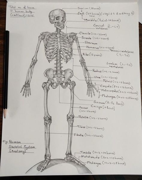 Skeleton Drawing Labeled, Human Bone Anatomy Drawing, Human Skeletal System Anatomy, Skeletal System Anatomy Drawing, The Skeletal System Anatomy, Skeleton Parts Drawing, Skeleton Sketch Anatomy, Skeleton System Anatomy Notes, Skeleton System Notes