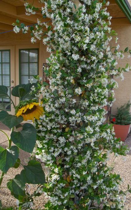 One evening this week, I opened up my back door to let my dogs outside and I was hit with an incredibly wonderful aroma. Soft, sweet, and intoxicating, little white flowers bloomed by the hundreds … Jasmine Vine, Florida Landscaping, Florida Plants, Jasmine Plant, Outdoor Trellis, Florida Gardening, Garden Vines, Fragrant Plant, Have Inspiration