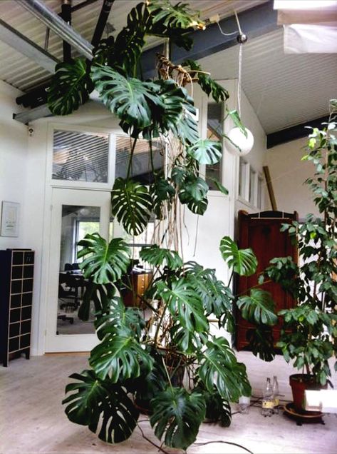 Succulent Garden Indoor, Trendy Plants, Hanging Succulents, Indoor Gardens, Plant Photography, Succulents Indoor, Interior Plants, Monstera Plant, House Plants Indoor