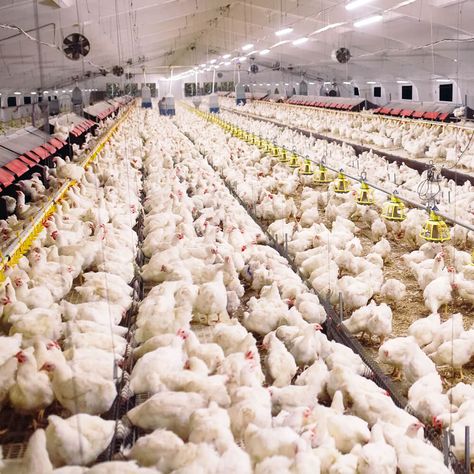 Poultry Farm Buildings, Como Plantar Pitaya, Poultry Farm Design, House Ventilation, Hen Farm, Poultry House, Exhaust Fans, Farm Layout, Breathing Problems