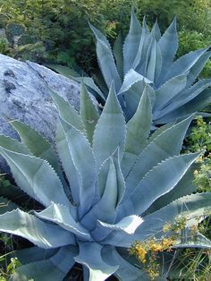 Agave americana var. protoamericana Albizia Julibrissin, Century Plant, Succulent Landscape Design, Succulent Landscaping, Blue Agave, Agave Plant, Desert Garden, Agaves, Desert Plants