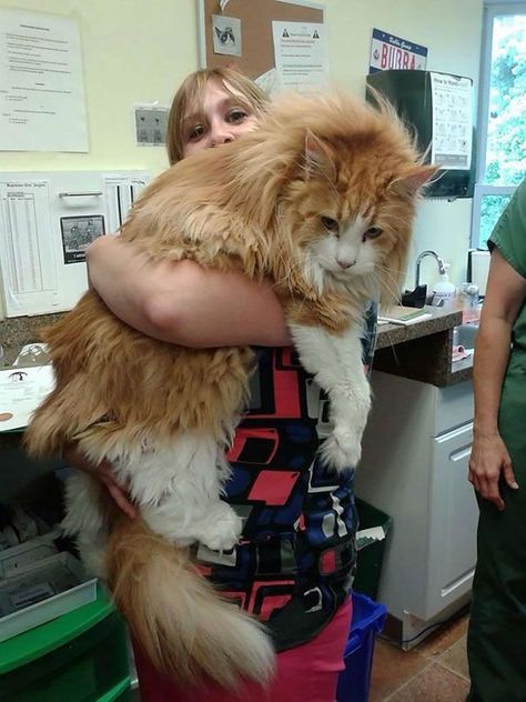 These 21 Images will Show You the Remarkable Size of Maine Coon Cats Huge Cat, Gato Grande, Haiwan Lucu, Forest Cat, Norwegian Forest Cat, Cat Club, Fluffy Cat, Domestic Cat, Maine Coon