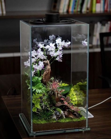 Terrarium Imaginarium on Instagram: “LED terrarium with orchids by @myhomenature from Japan 🇯🇵” Landscape Terrarium, Terrarium Light, Closed Terrarium Plants, Orchid Terrarium, Wardian Case, Bottle Terrarium, Perfect Room, Moss Terrarium, Inside Plants