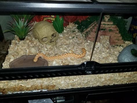 Western Hognose Snake Setup (Orange Phase Albino) Hognose Snake Enclosure Ideas, Western Hognose Snake Enclosure, Hognose Enclosure, Hognose Snake Enclosure, Snake Setup, Snake Enclosure Ideas, Banana Snake, Western Hognose, Western Hognose Snake