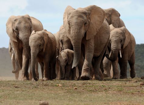 20 High Resolution Elephant Pictures No 9 - African Elephants Herd - HD Wallpapers | Wallpapers Download | High Resolution Wallpapers Baby Elephant Images, Types Of Elephants, Elephant Information, Elephant Black And White, Elephant Photography, Herd Of Elephants, Elephant Images, Elephant Pictures, Shamanic Journey